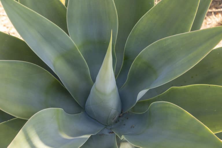 Agave Attenuata ‘Fox Tail Agave’ Care Guide (2023)