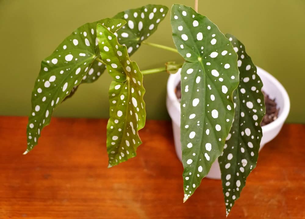 Beautiful Polka Dot Begonia, also known as Begonia Maculata