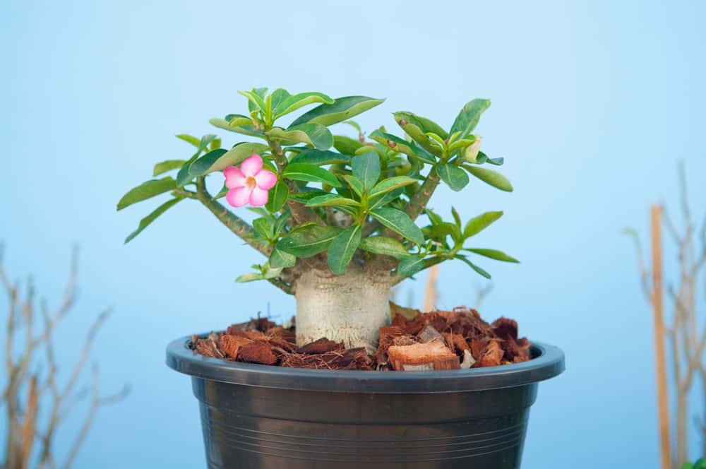 Adenium obesum tree or Desert rose in flowerpot
