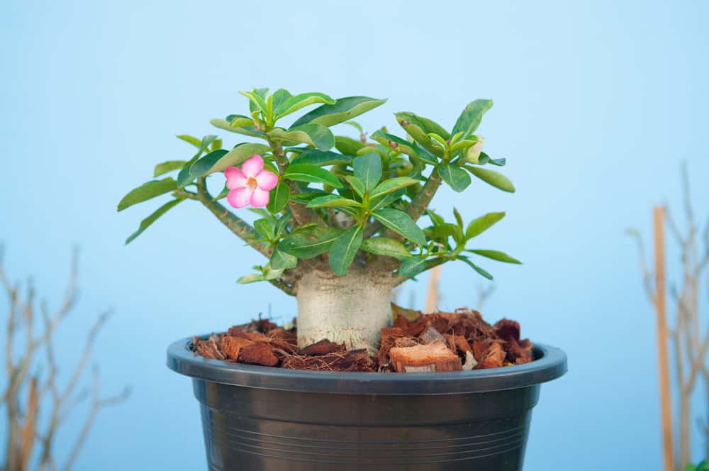 Desert Rose Succulent Plant (Adenium obesum) Care & Toxin