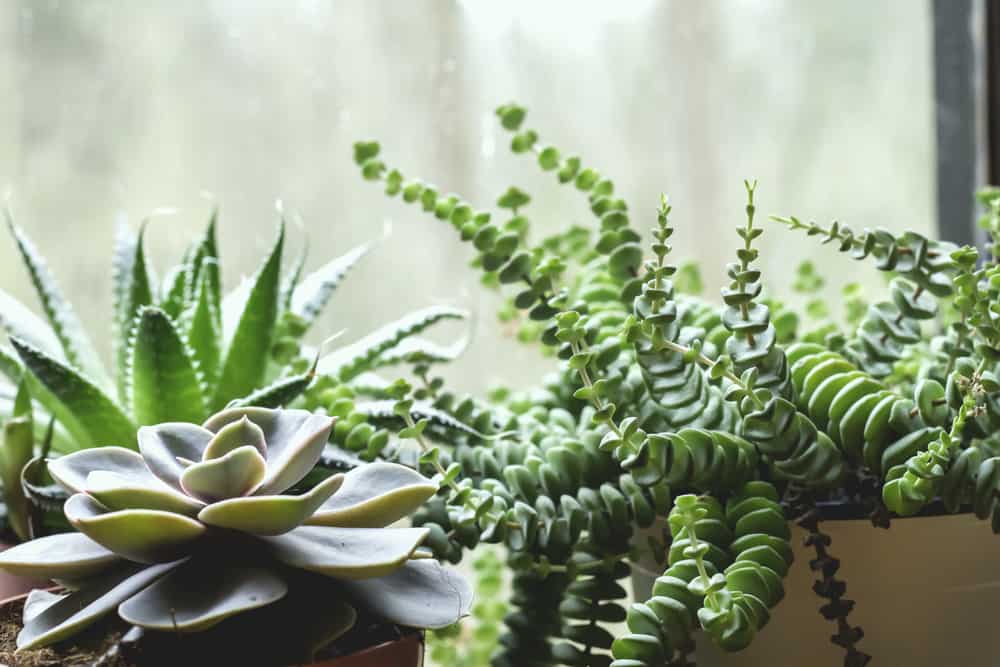 Detail of succulent plants