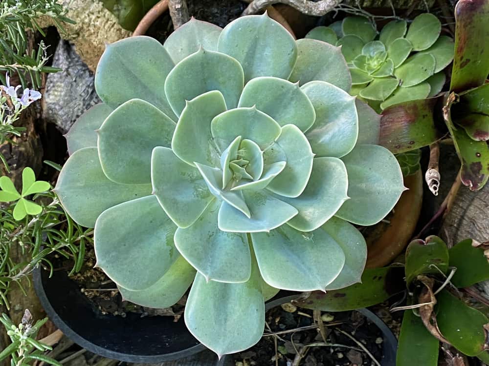 Echeveria lilacina or Ghost Echeveria Plant Photo