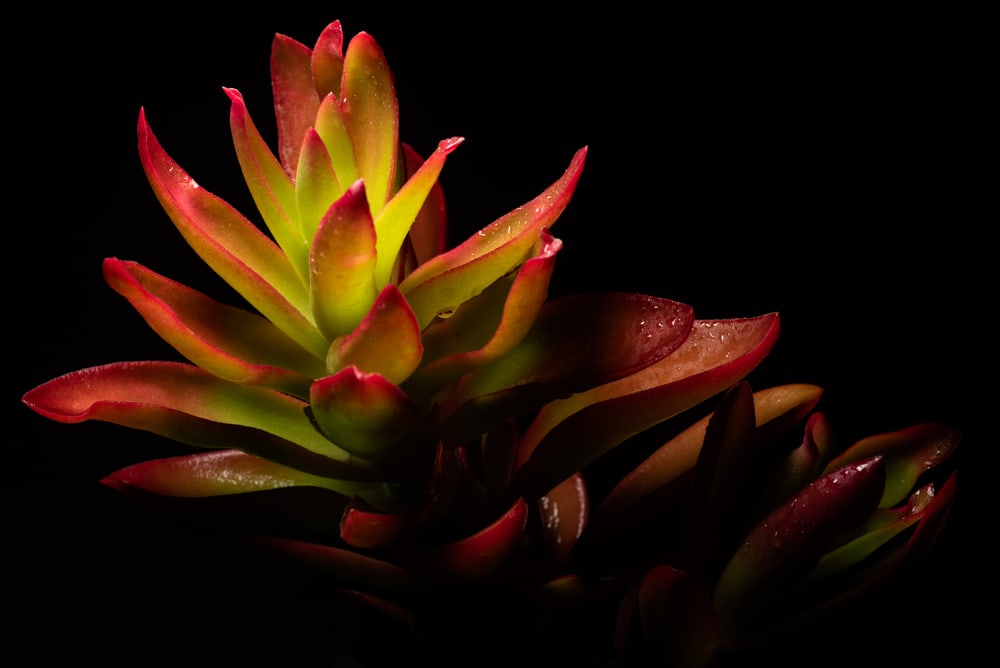 Crassula Capitella Campfire plant macro portrait