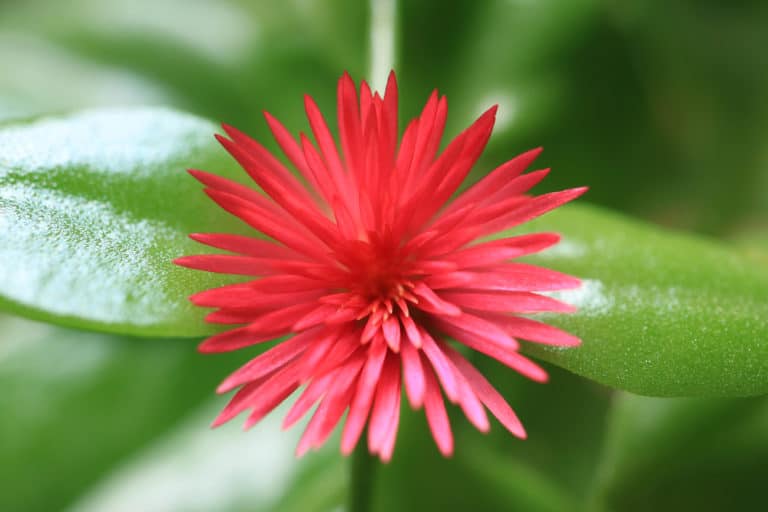 Aptenia Cordifolia ‘Baby Sun Rose’ Care Guide (2023)
