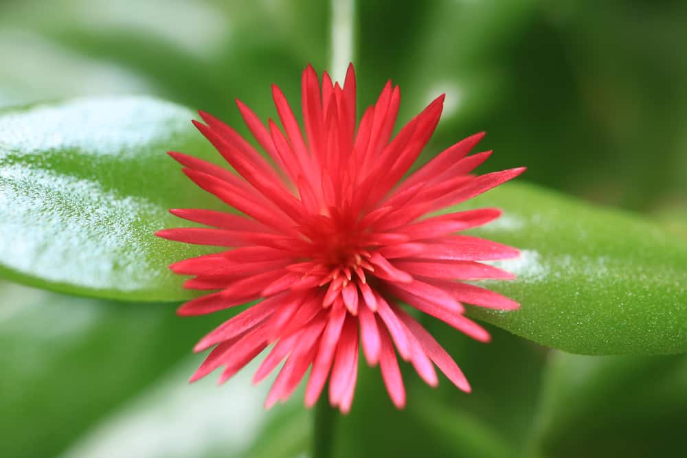 Top View of a Blooming Vibrant Pink Baby Sun Rose Flower on Bright Green Leaves