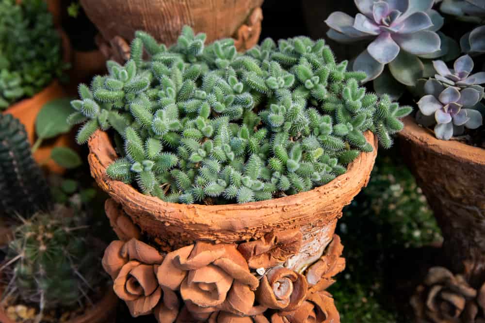 Delosperma echinatum , Succulent plants are grown in terracotta