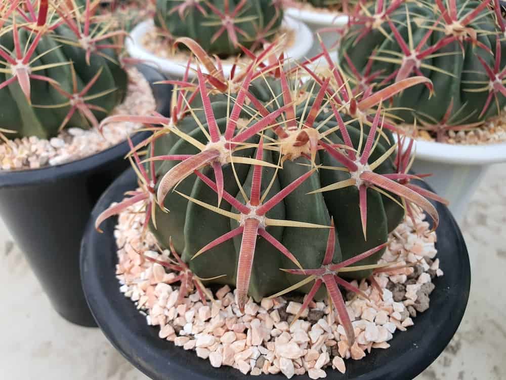 Devil's Tongue Barrel Crow's Claw Cactus Fish Hook Cactus (3 inch)