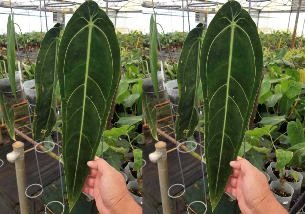 Buy Anthurium Warocqueanum Online | Variegated Green Plants