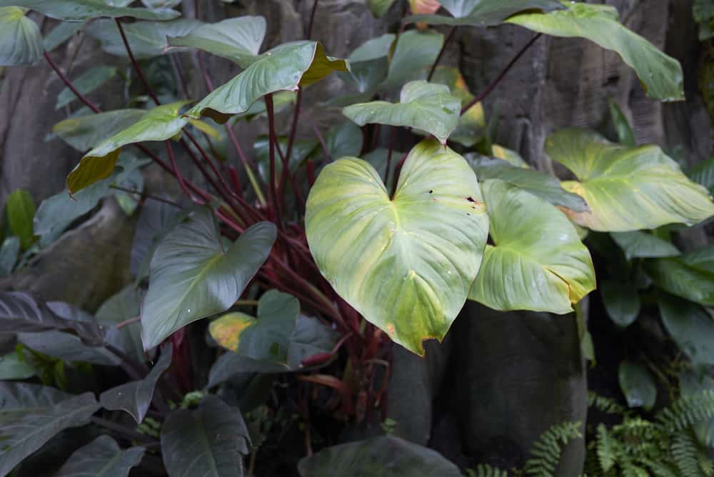 Philodendron erubescens close up