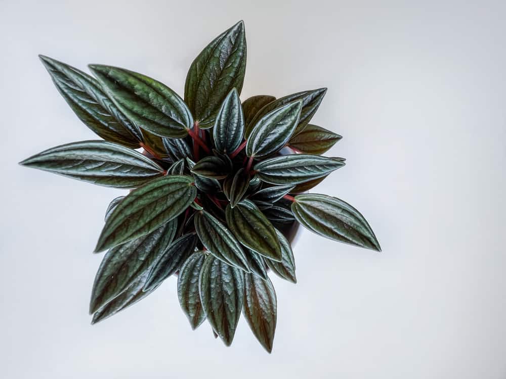 A home plant peperomia rosso isolated on a white background