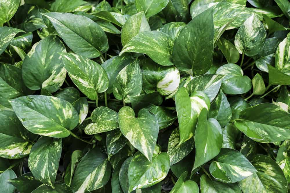 Golden pothos or Scindapsus aureus texture background