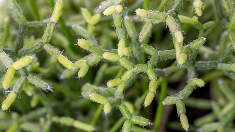 Cactus succulents Rhipsalis. Rectangular arrangement of succulents, green plants background