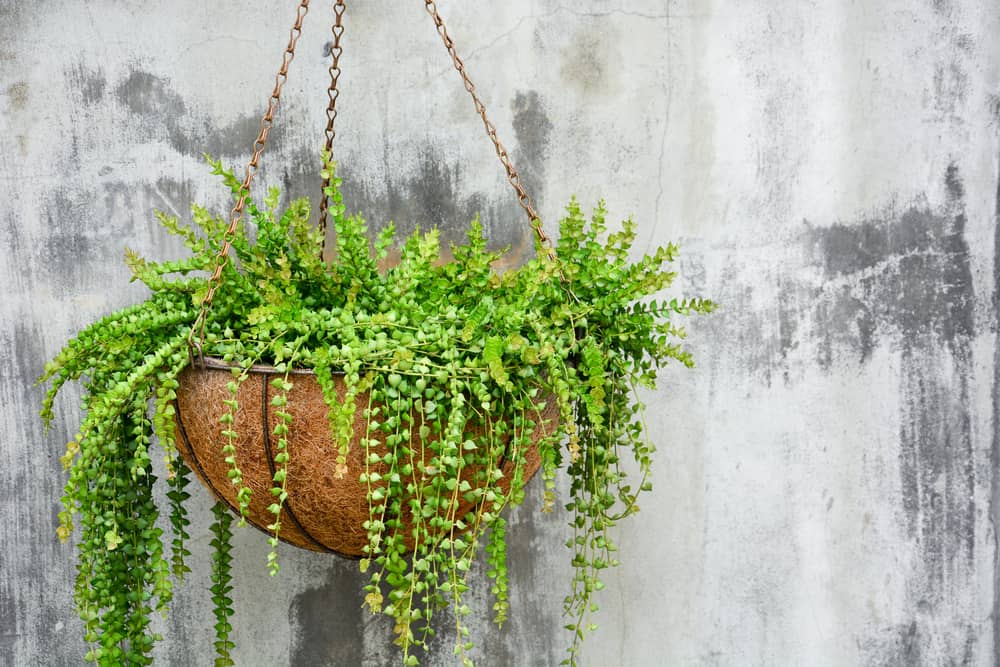 ornamental hanging plant, million heart plant or dischidia rusci