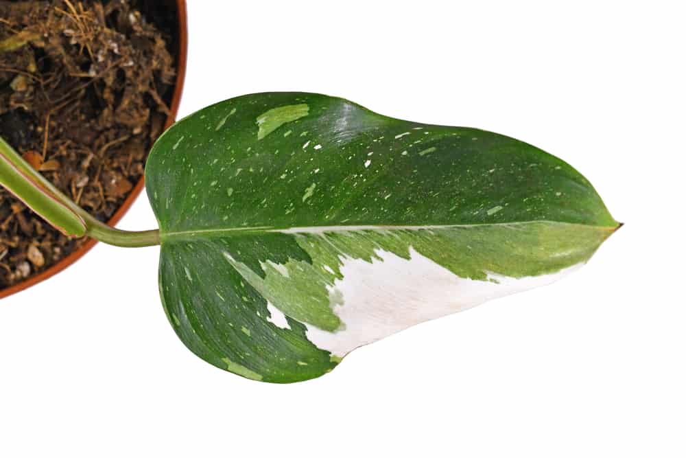 Leaf of rare tropical 'Philodendron White Princess' houseplant w