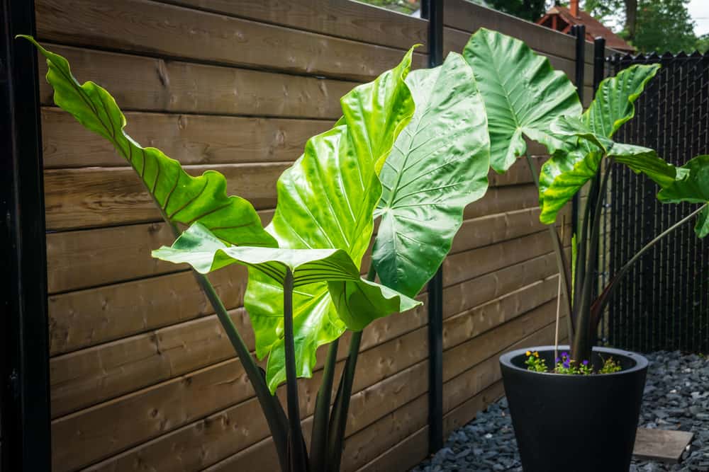 alocasia macrorrhiza black stem elephant ear