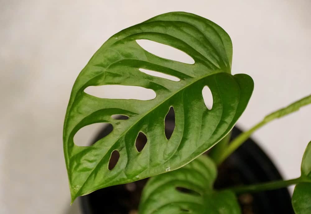 Monstera Adansonii Care: Growing A Swiss Cheese Vine (2024)