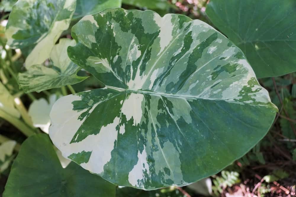 Beautiful white and green marbled leaf of the variegated Alocasia Macrorrhiza