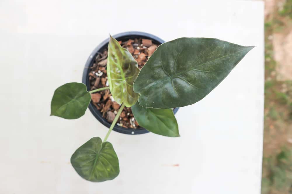 Alocasia Wentii ,Alocasia plant