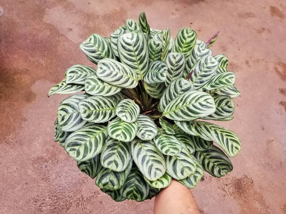 Beautiful variegated leaves of Calathea Stromanthe Burle Marx