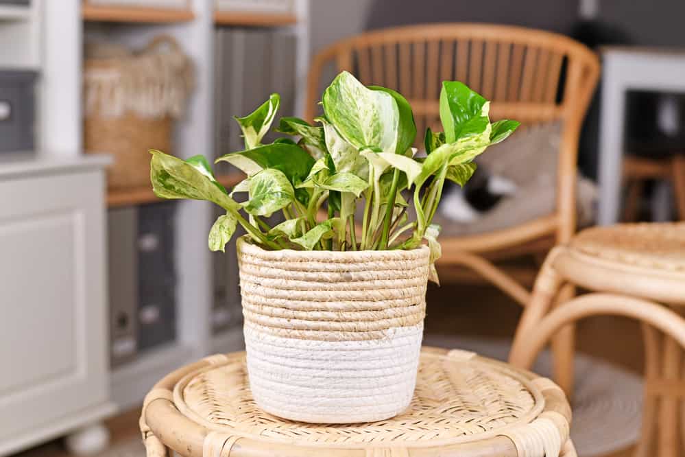 Tropical 'Epipremnum Aureum Manjula' pothos houseplant in flower