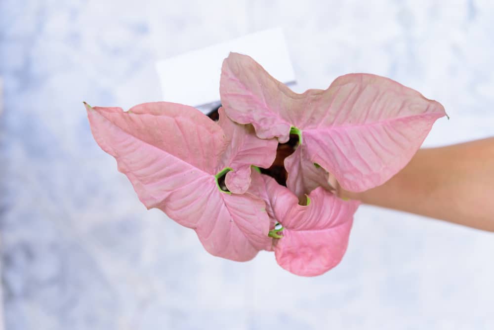 Pink Syngonium