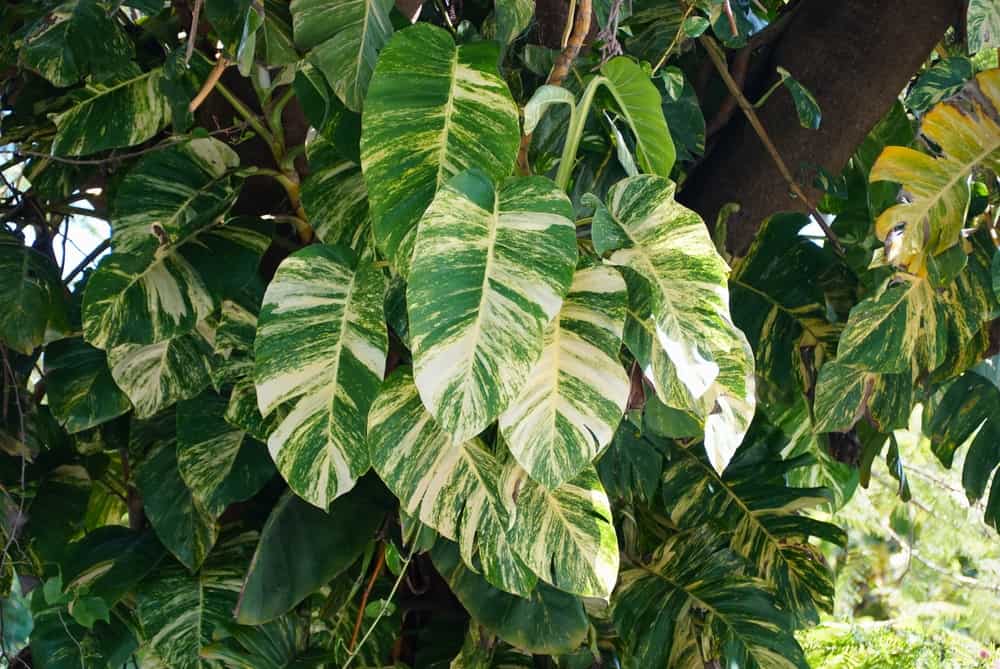 pothos moss pole after 1 season outdoors