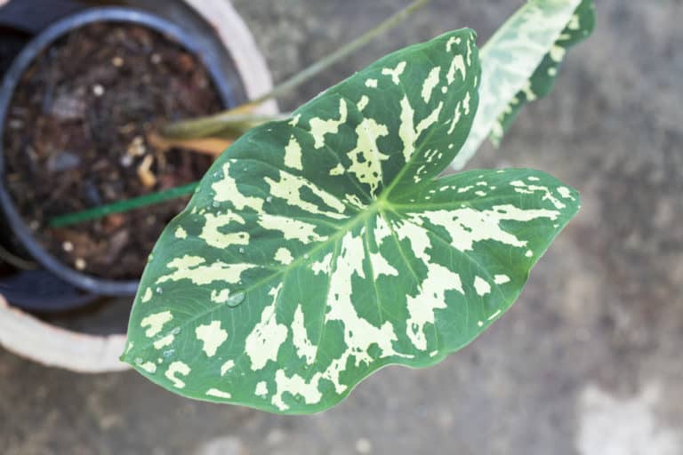 Caladium Praetermissum ‘Hilo Beauty’ Care Guide (2022)