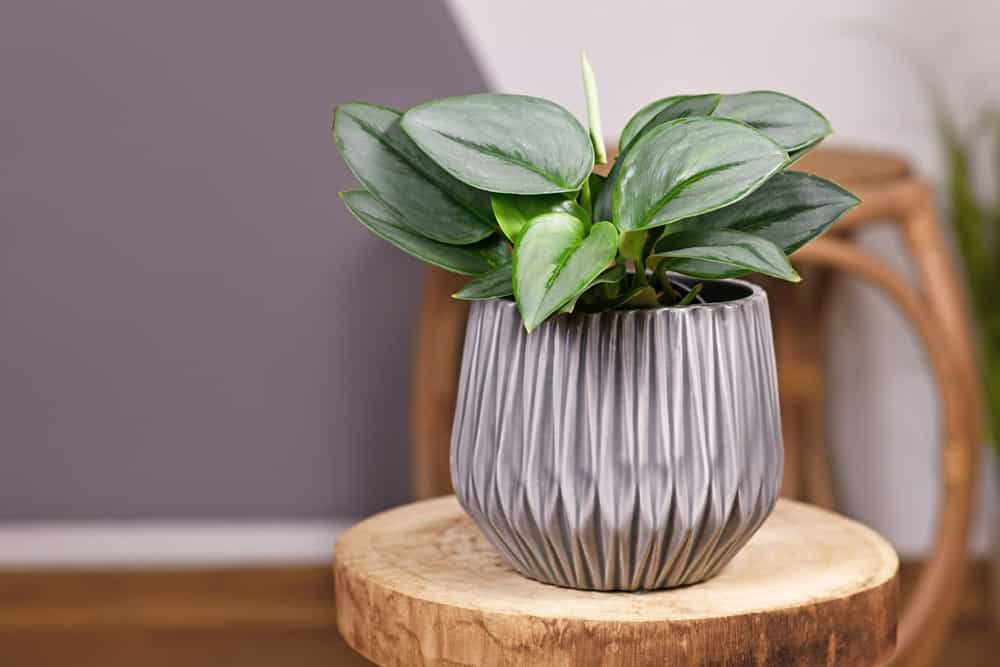 Tropical 'Scindapsus Treubii Moonlight' houseplant in flower pot