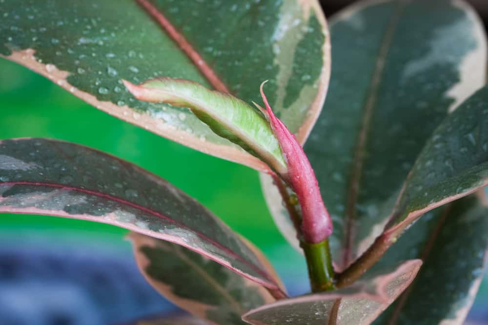 Plant Of Ficus Elastica Ruby Branch And Colorful Leaves With Dro