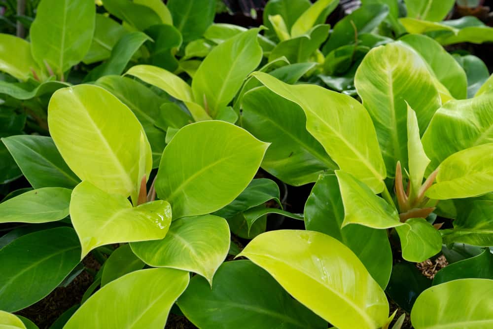 philodendron moonlight