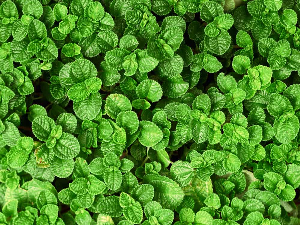 Pilea nummulariifolia leaves background.