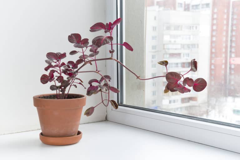 lresine Herbstii ‘Bloodleaf Plant’ Care Guide (2023)