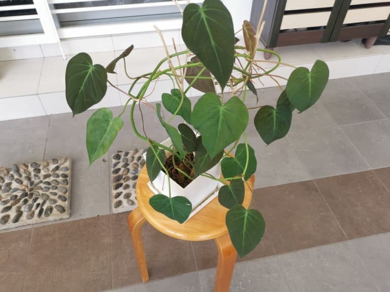 Philodendron Micans ‘Velvet Leaf’ Care Guide (2022)