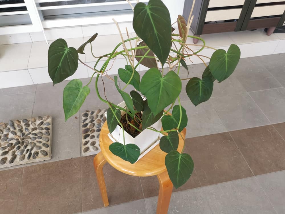 velvet leaf philodendron