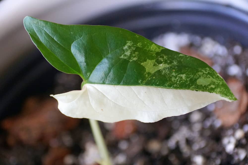 White and dark green leaf of Syngonium Podophyllium Albo variegated plant