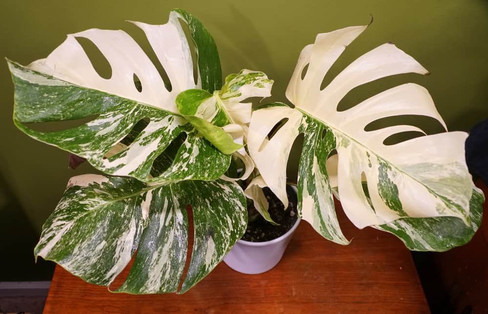 Highly variegated leaves of Monstera Albo Borsigiana, a popular tropical plant