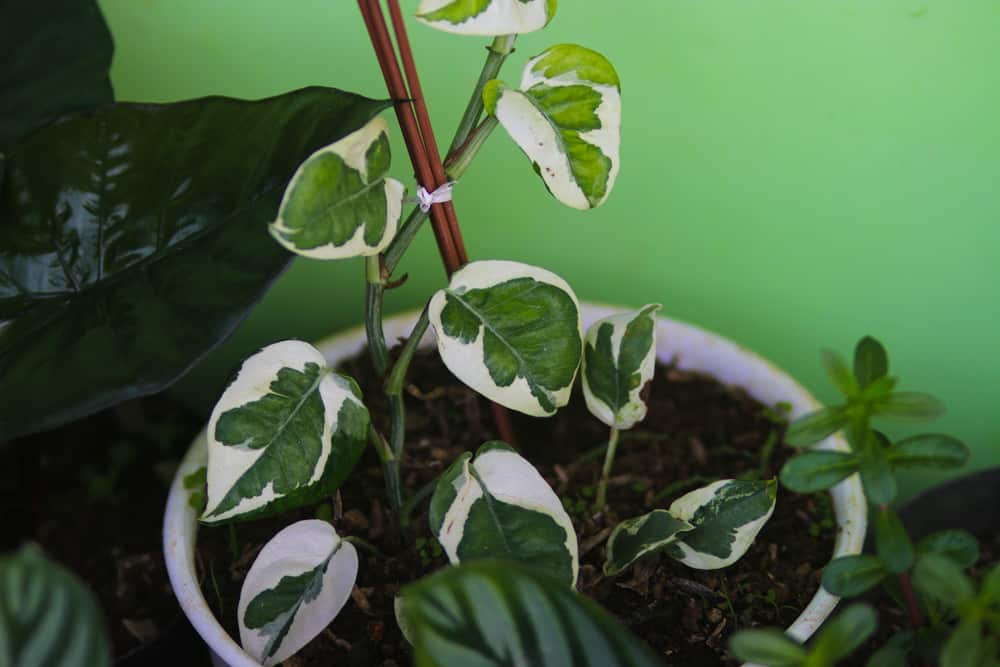 Epipremnum Pinnatum Marble Rooting 1 leaf