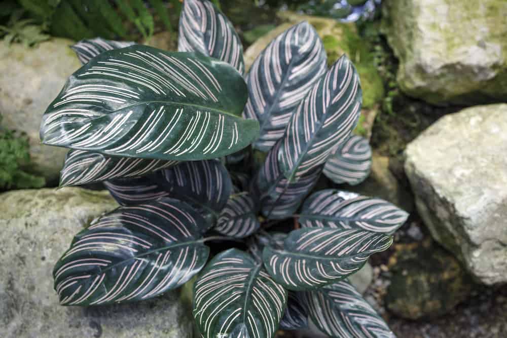 The Peacock plant, also known as Calathea ornata, is a beautiful tropical houseplant, famed for its beautiful, contrasting green and purplish-red leaves