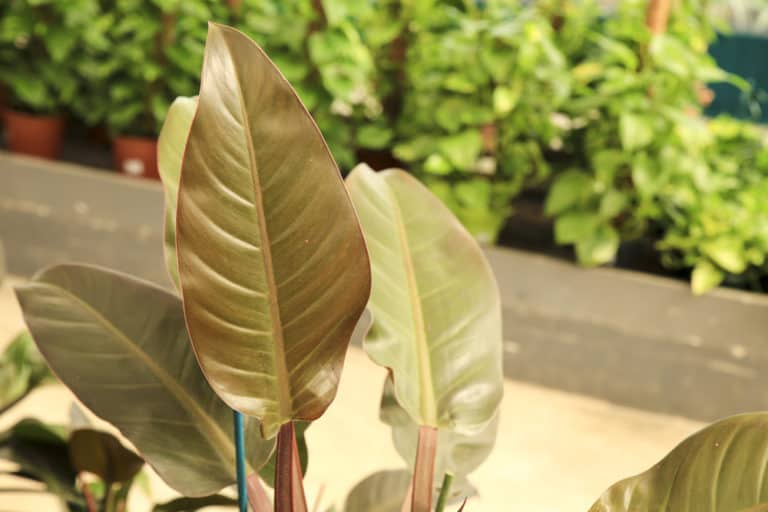Philodendron Erubescens ‘Imperial Red’ Care Guide (2022)