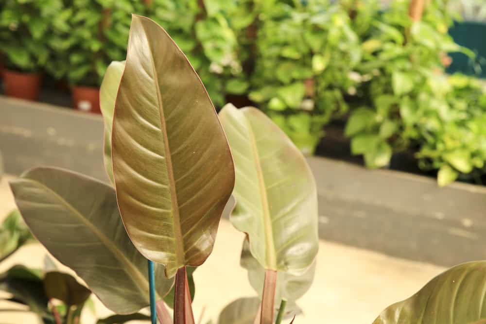https://gardenpals.com/philodendron imperial red/