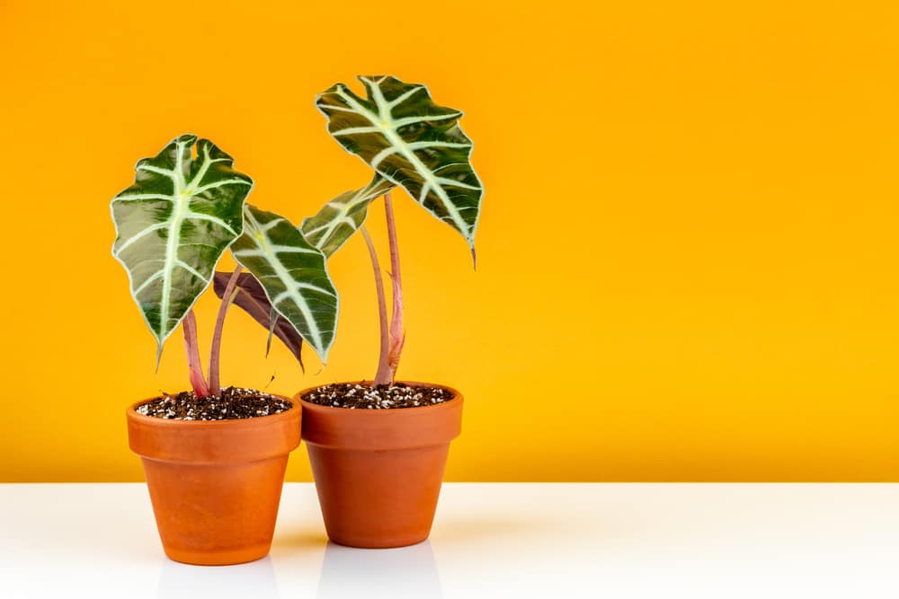 Alocasia Polly potted in terracota ceramic planter