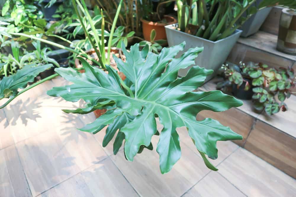 Philodendron Selloum 'Tree Philodendron' Care Guide (2024)