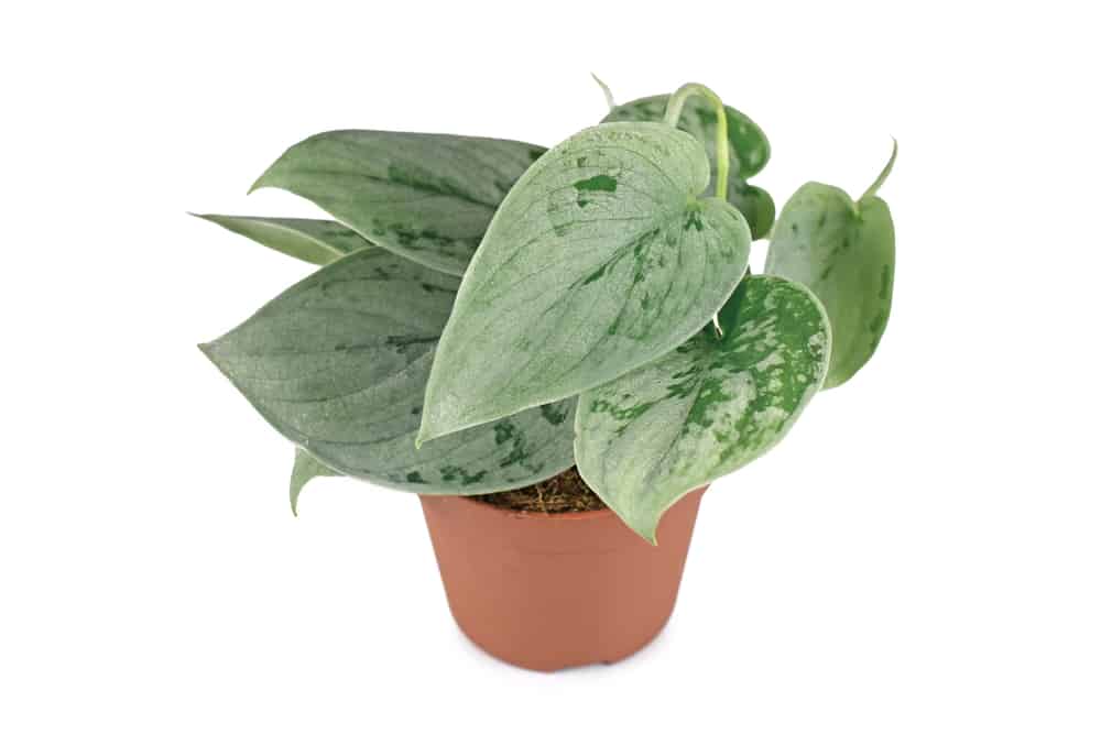 Exotic 'Scindapsus Pictus Silvery Ann' houseplant in pot on whit