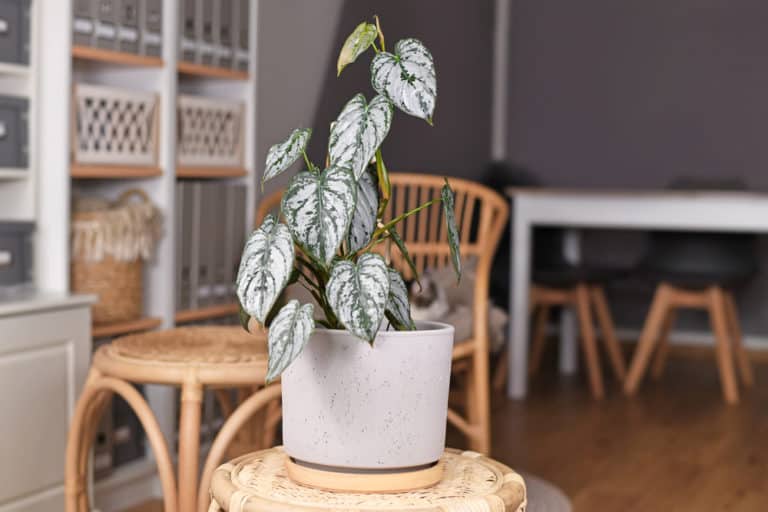 Philodendron Brandtianum ‘Silver Leaf’ Care Guide (2022)