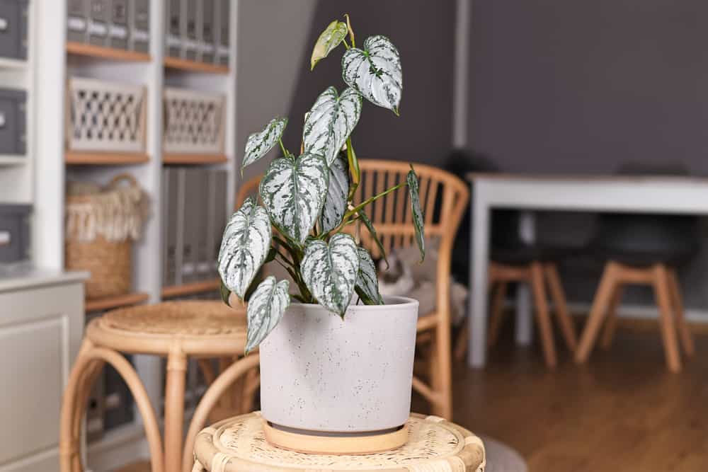 Exotic 'Philodendron Brandtianum' houseplant with silver pattern