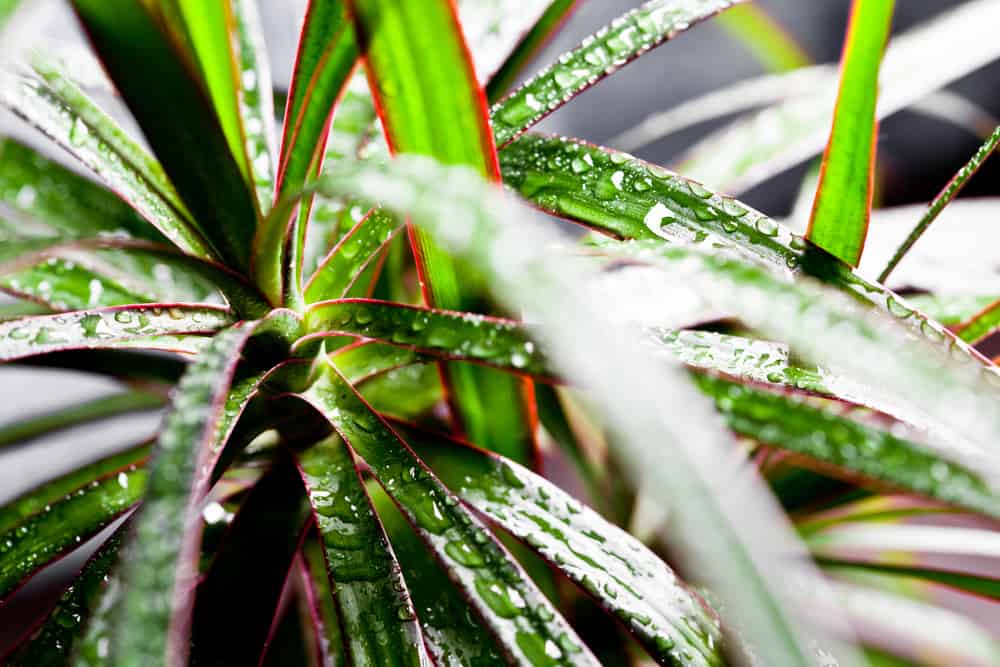 dracena marginata with water drops