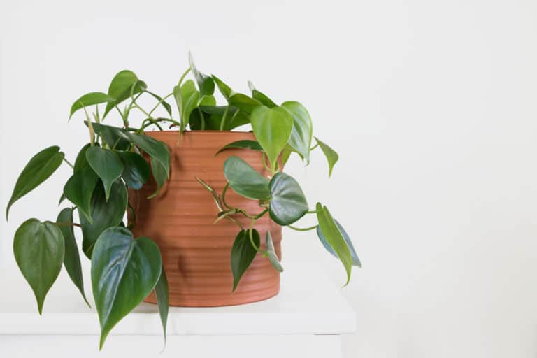 Philodendron Hederaceum ‘Heartleaf’ Care Guide (2022)