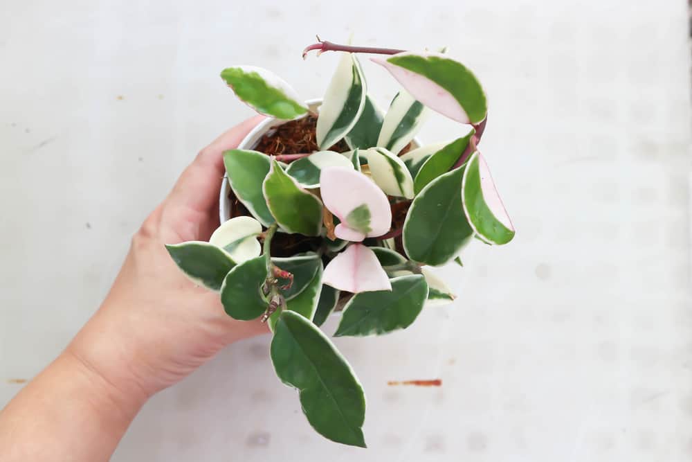 hoya tricolor plant