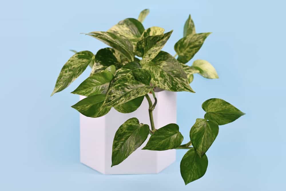 Details about   10 Epipremnum Marble Queen Rare FREE Phyto Certificate 