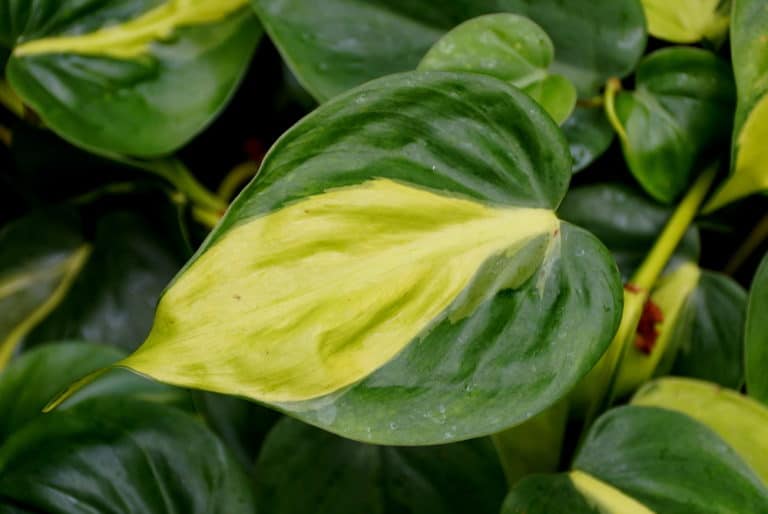 Philodendron Hederaceum ‘Brasil’ Care Guide (2022)